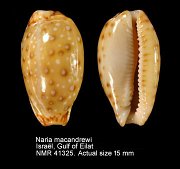 Naria macandrewi